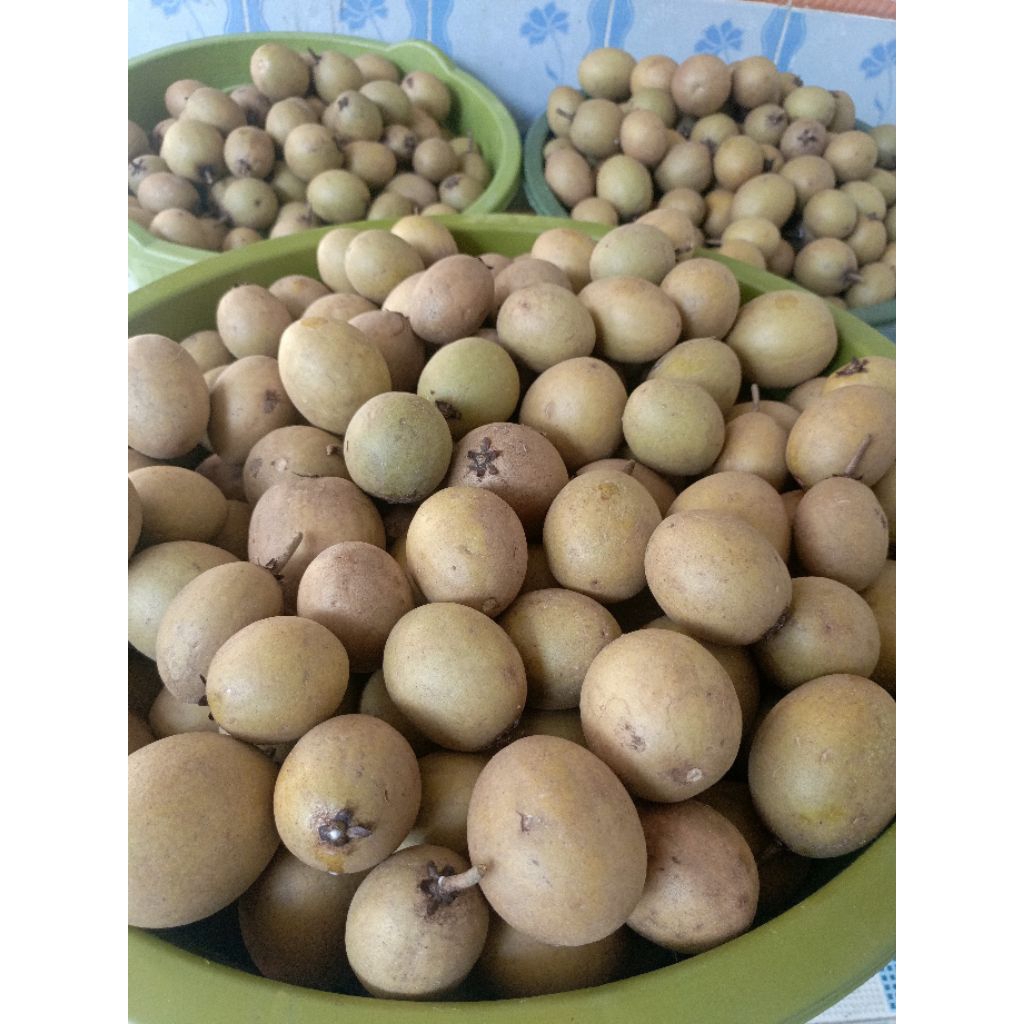 

Sawo Manelah Super Manis