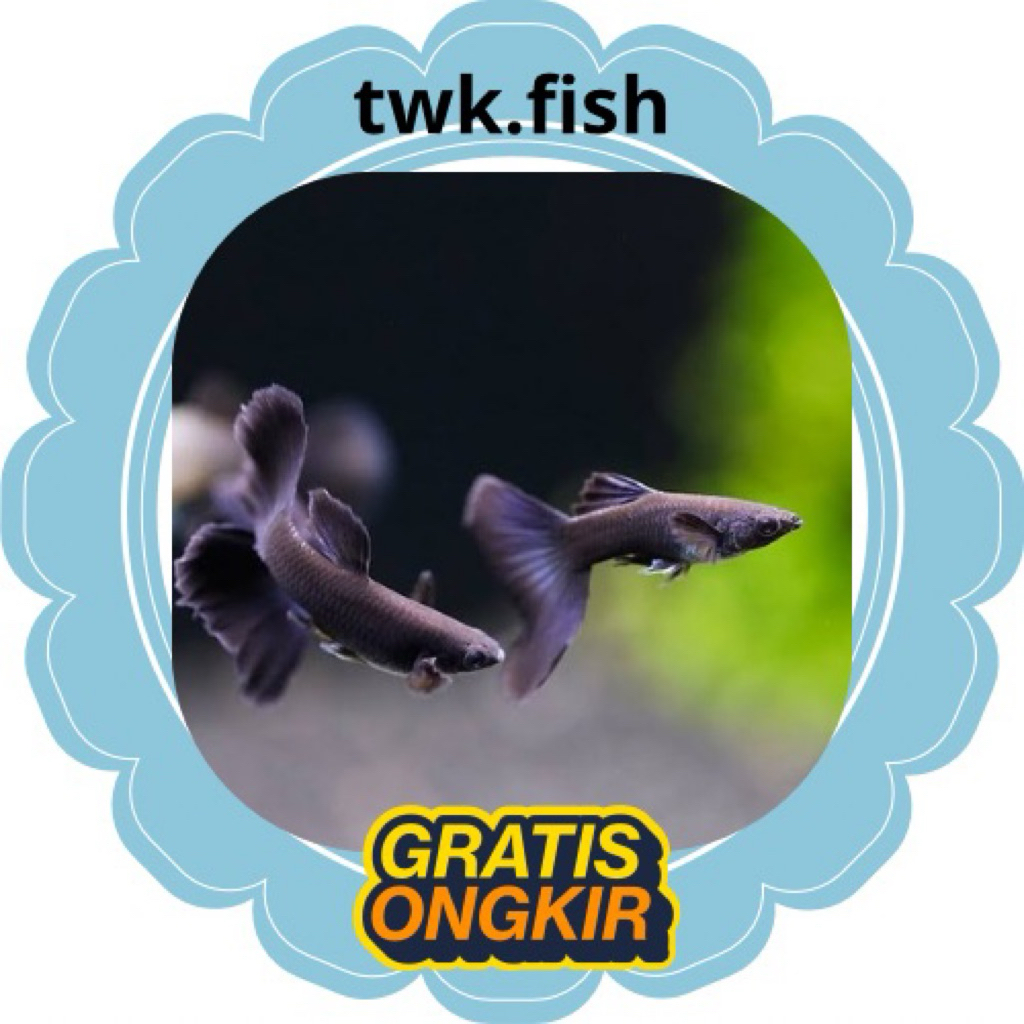 pembersih kaca paket breding 4 betina 2 jantan guppy black moscow