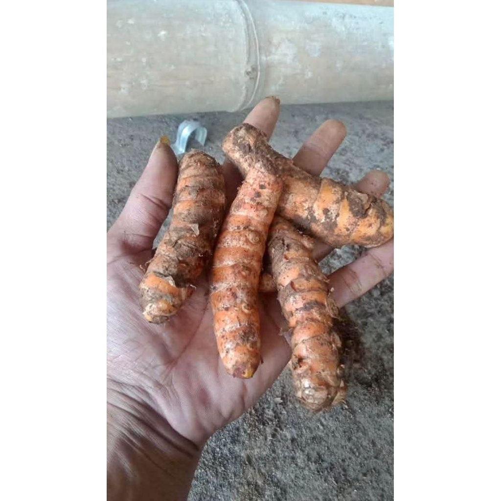 

kunyit jumbo grade A baru panen 1000g