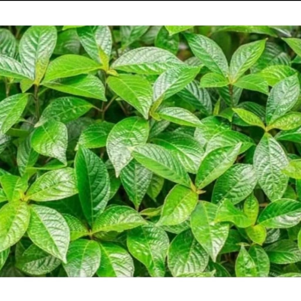 

500 gram daun keji beling segar asli daunpecah beling herbal alami untuk ginjal&kesehatan