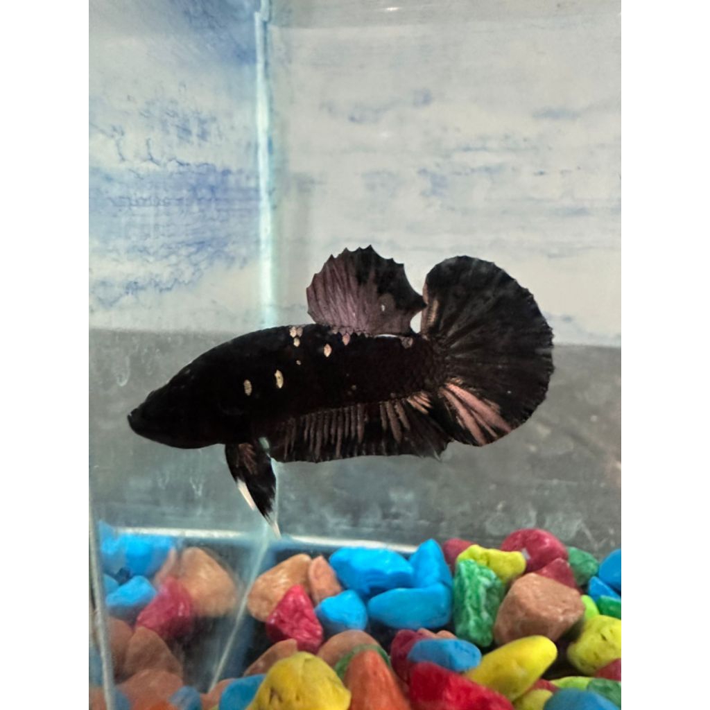 IKAN CUPANG AVATAR - BETTA FISH