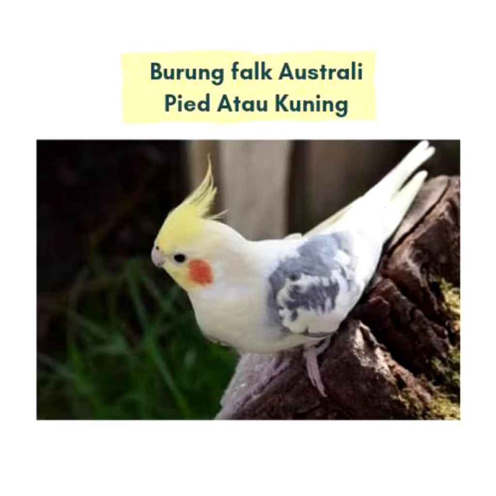Burung Falk Aussie Kuning pied Tersedia satuan maupun pasangan