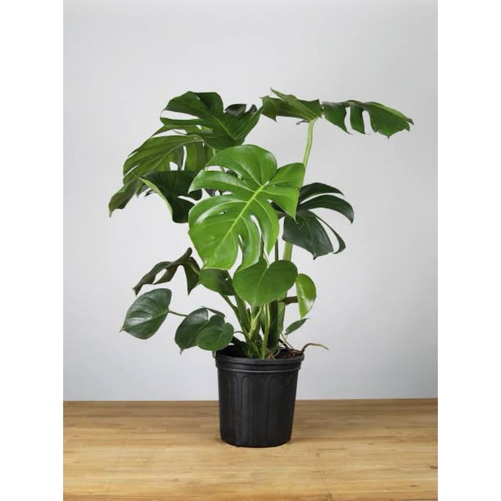 Tanaman hias Monstera King | monstera king