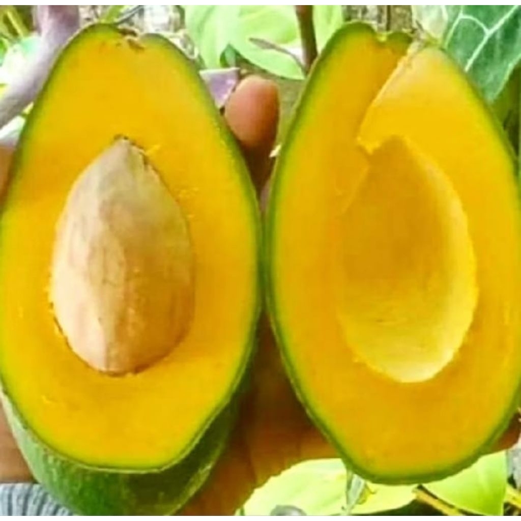 

Alpukat Mentega Super kuning 1kg isi 3-4 Buah sufer fresh