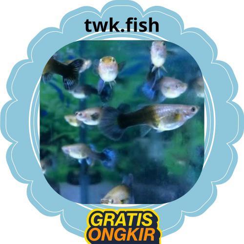 pebersih kaca aquarium/gupy hb blue betina / HALF BLACK BLUE