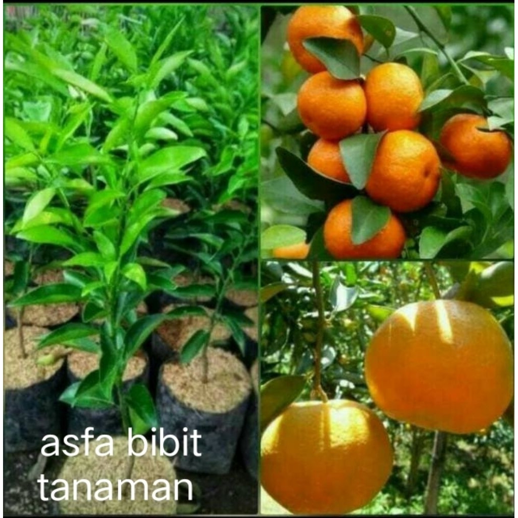 jeruk santang madu okulasi