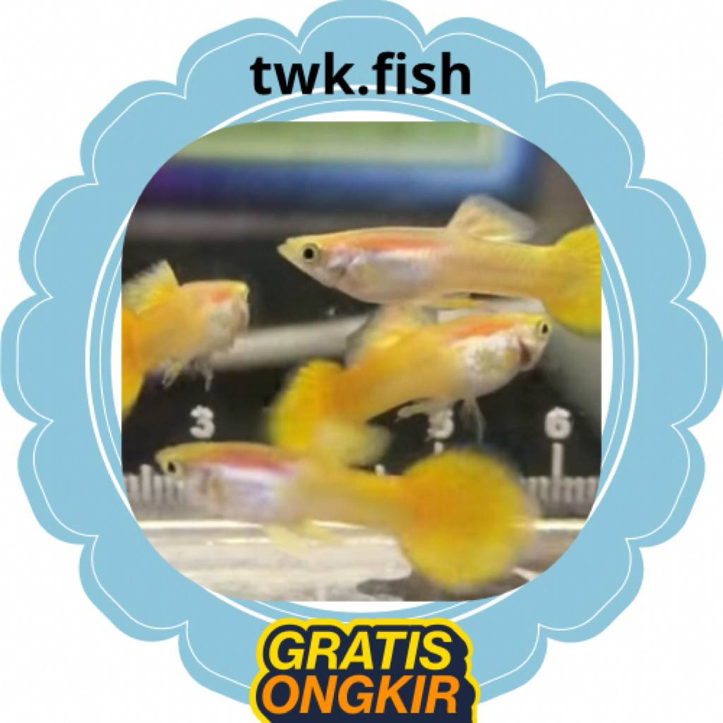 guppy pembersih kaca aquarium / GUPPY YELLOW MICARIF (SEPAIR)