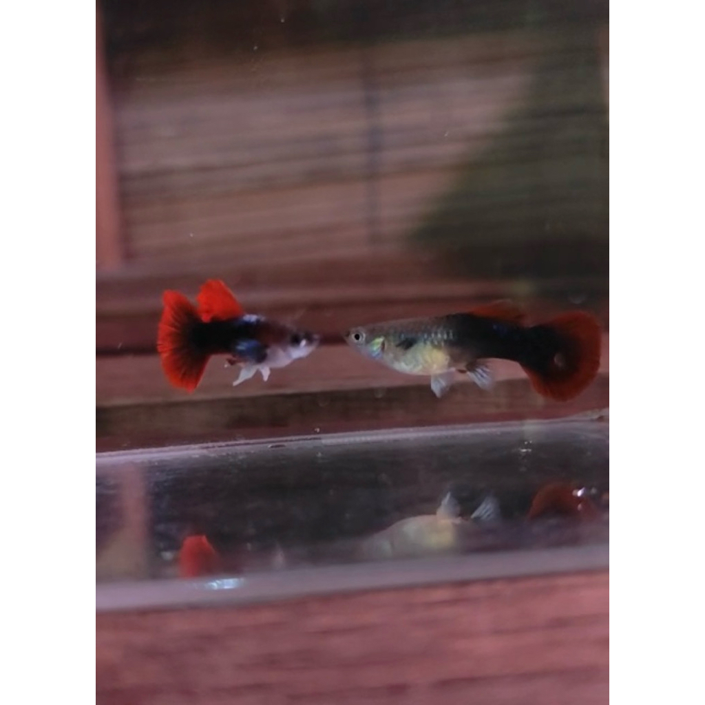 Pewangi ( Hb rose tail) laundri