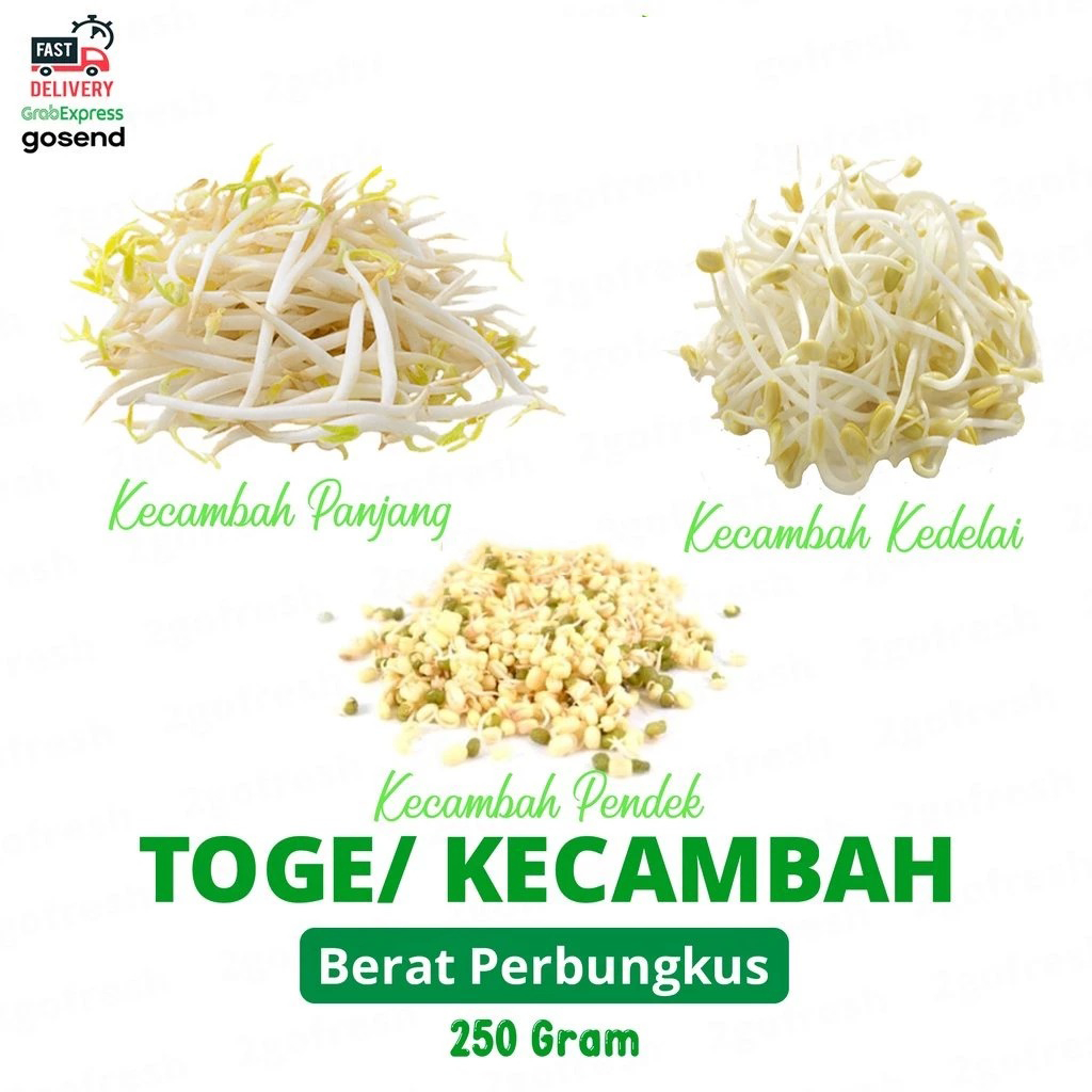 Toge/ Kecambah/ Cambah Panjang Pendek Kedelai - Sayur Sayuran