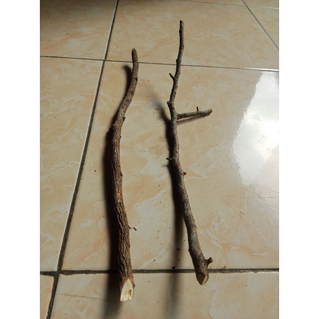 tangkringan burung asem jawa