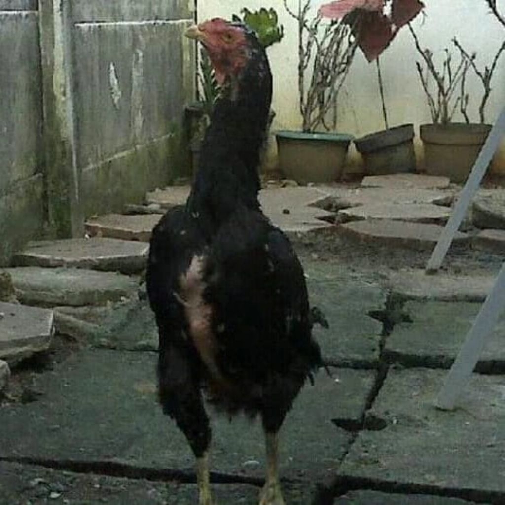 Telor Tetas Fertil isi Ayam Bangkok Clasik import Trah jawara Pukul Ko lawan