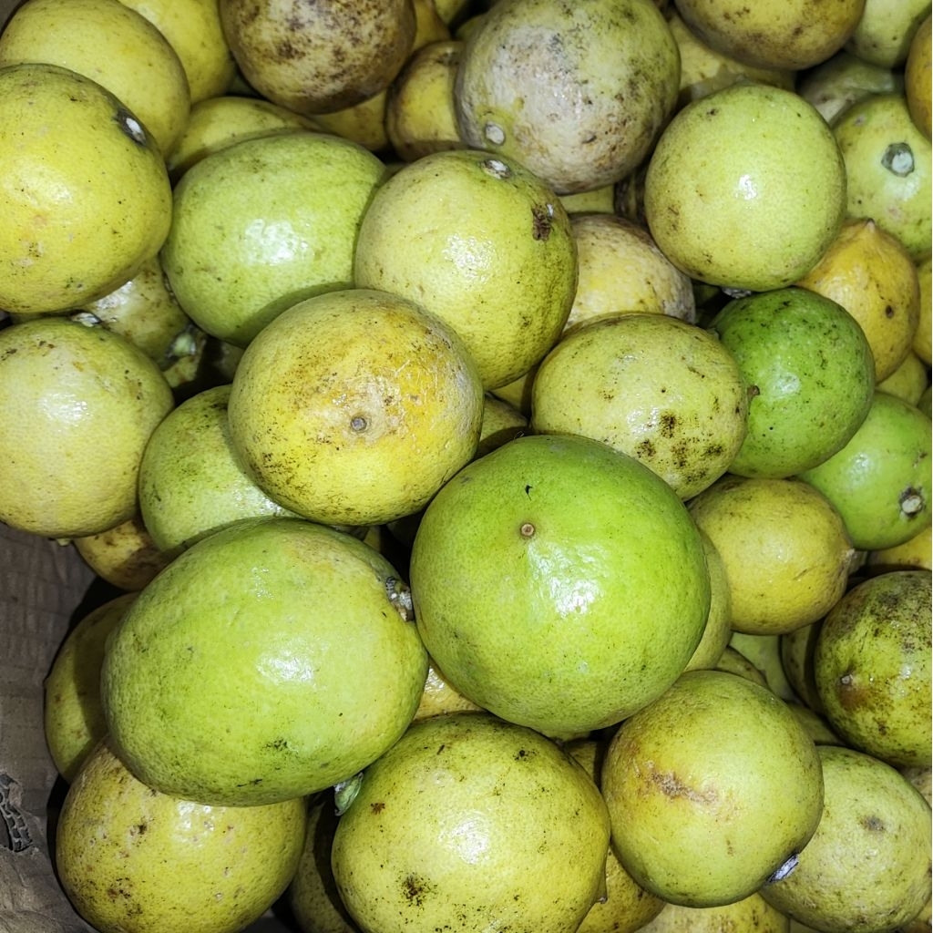 

Jeruk Lemon Lokal Segar