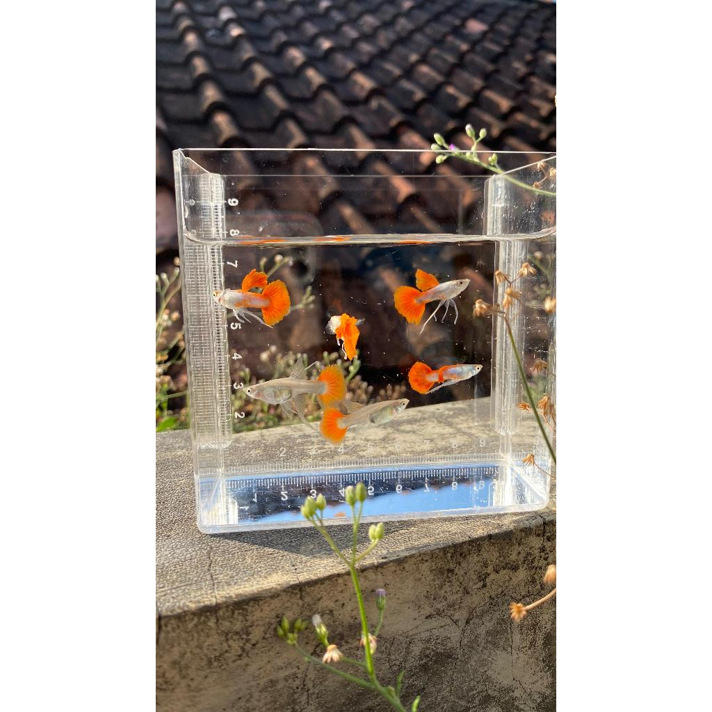 Aksesoris Aquarium Guppy PRTDE Ribon