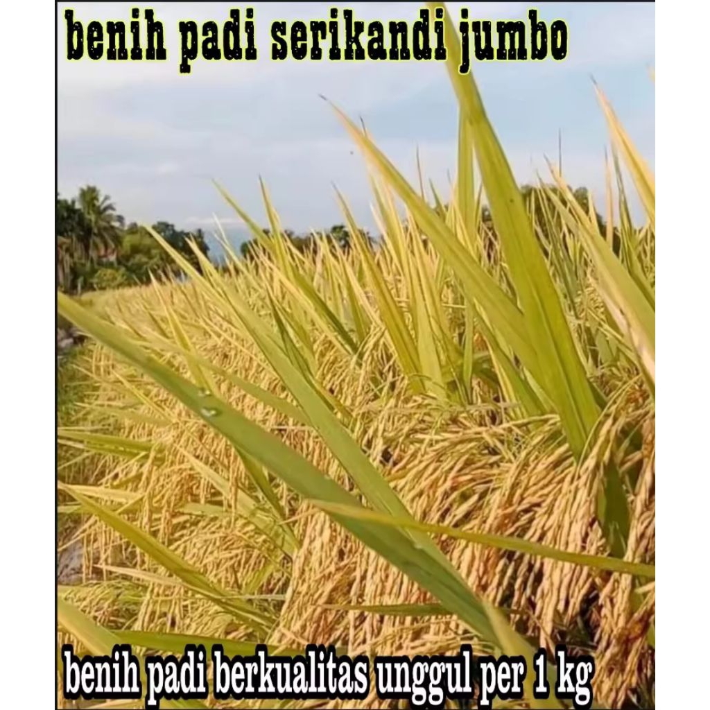 BENIH PADI SRIKANDI JUMBO BERKUALITAS ORIGINAL KEMASAN 1KG
