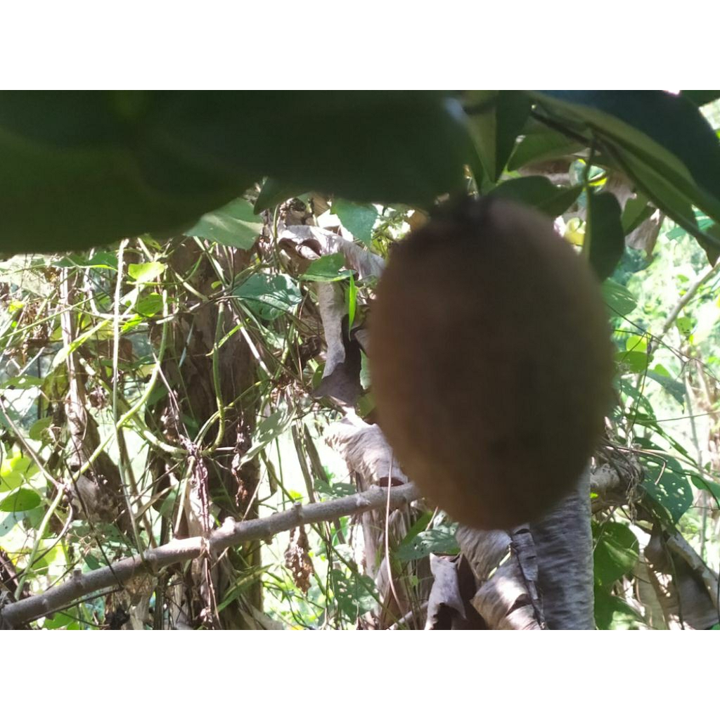 

buah sawo muda/ pentil(500 gram)