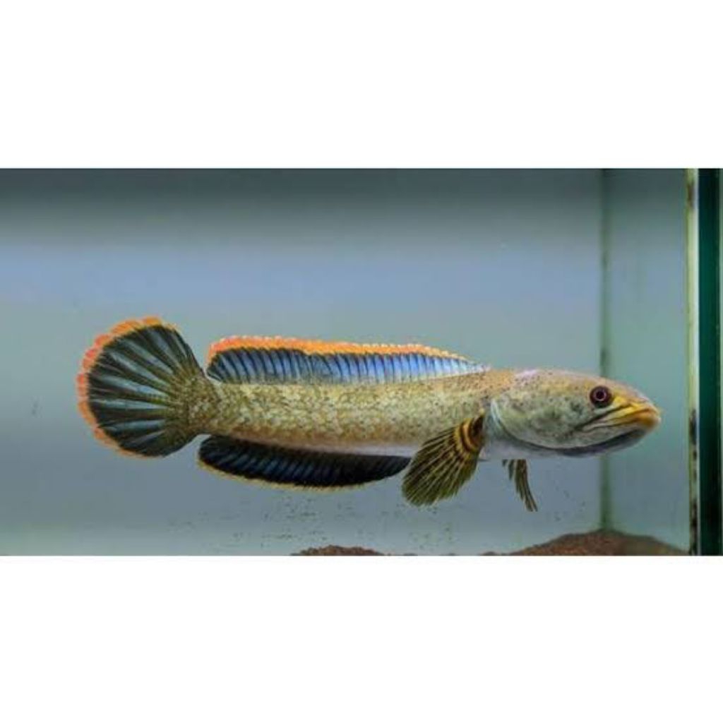 chanaLimbataGunungJumbo ukuran 22 cm