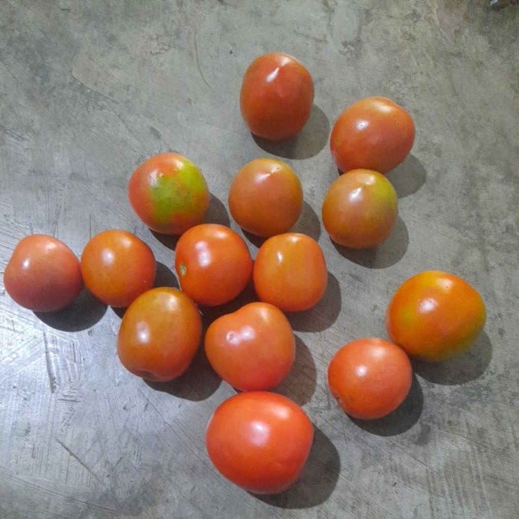 

tomat merah ( sayur )