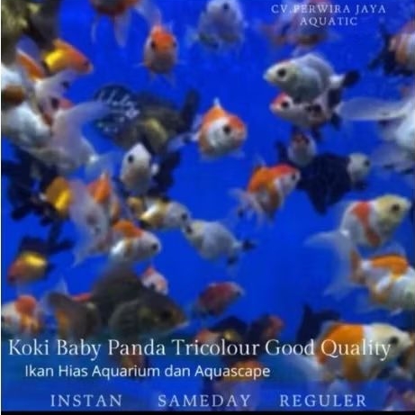 Koki Oranda Baby Paket 20ekor Hiasan Aquarium