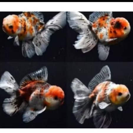 Koki Oranda Callico Pancawarna Good Quality Hiasan Aquarium dan Aquascape