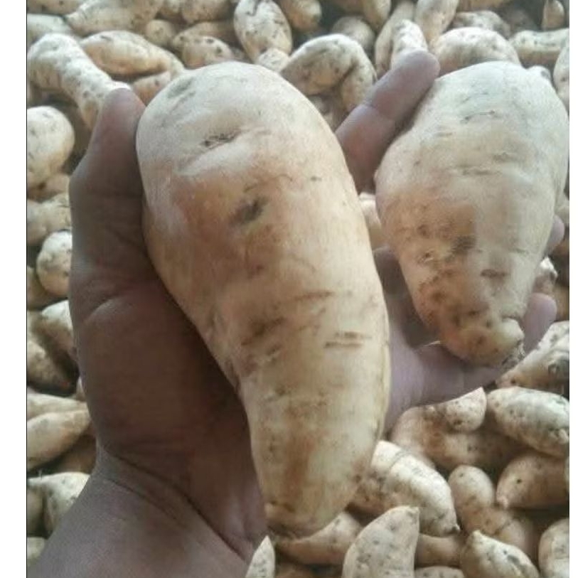 

umbi ubi madu,ubi kuning fress kemasan 1kg