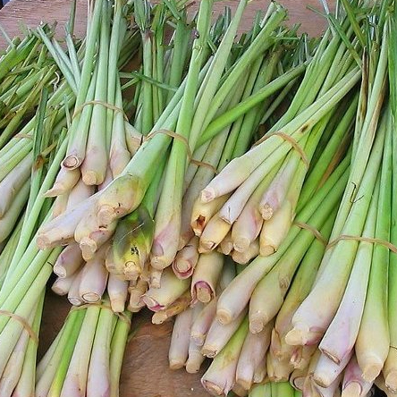 

Sereh Dapur Sarai Besar Segar Fresh 250 Gr | 500 Gr | 1 Kg