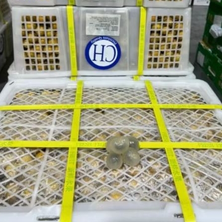 

Buah Klengkeng Bangkok Ch biru Per 1 bok krat