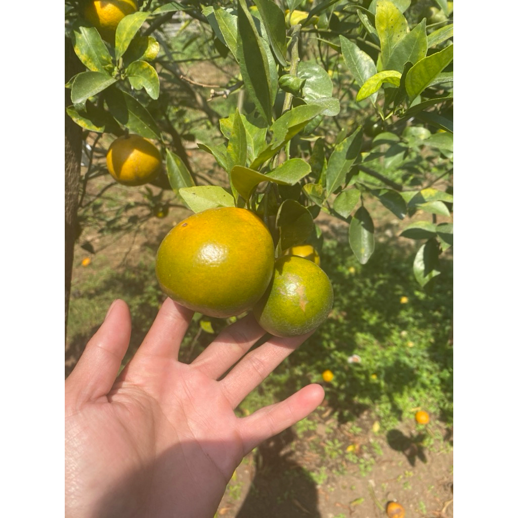 

jeruk siem madu manis per 1 kg