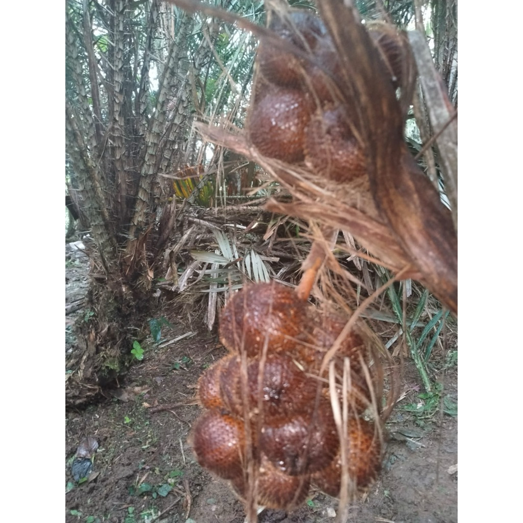 

salak gula pasir 1kg