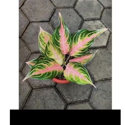 Aglonema Pink Sunset Remaja pink
