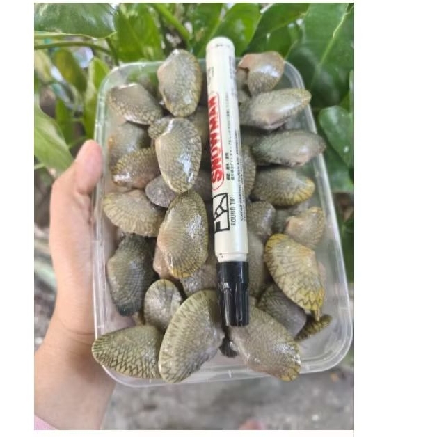 

KERANG BATIK BESAR 1kg