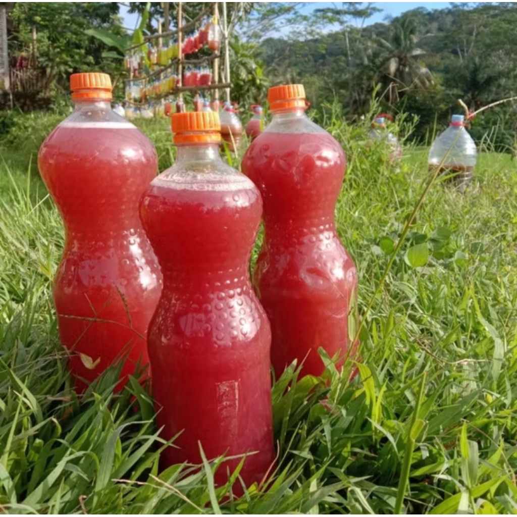 

Pupuk Cair Psb Bakteri Fotosintesis 1Liter Kemasan Botol