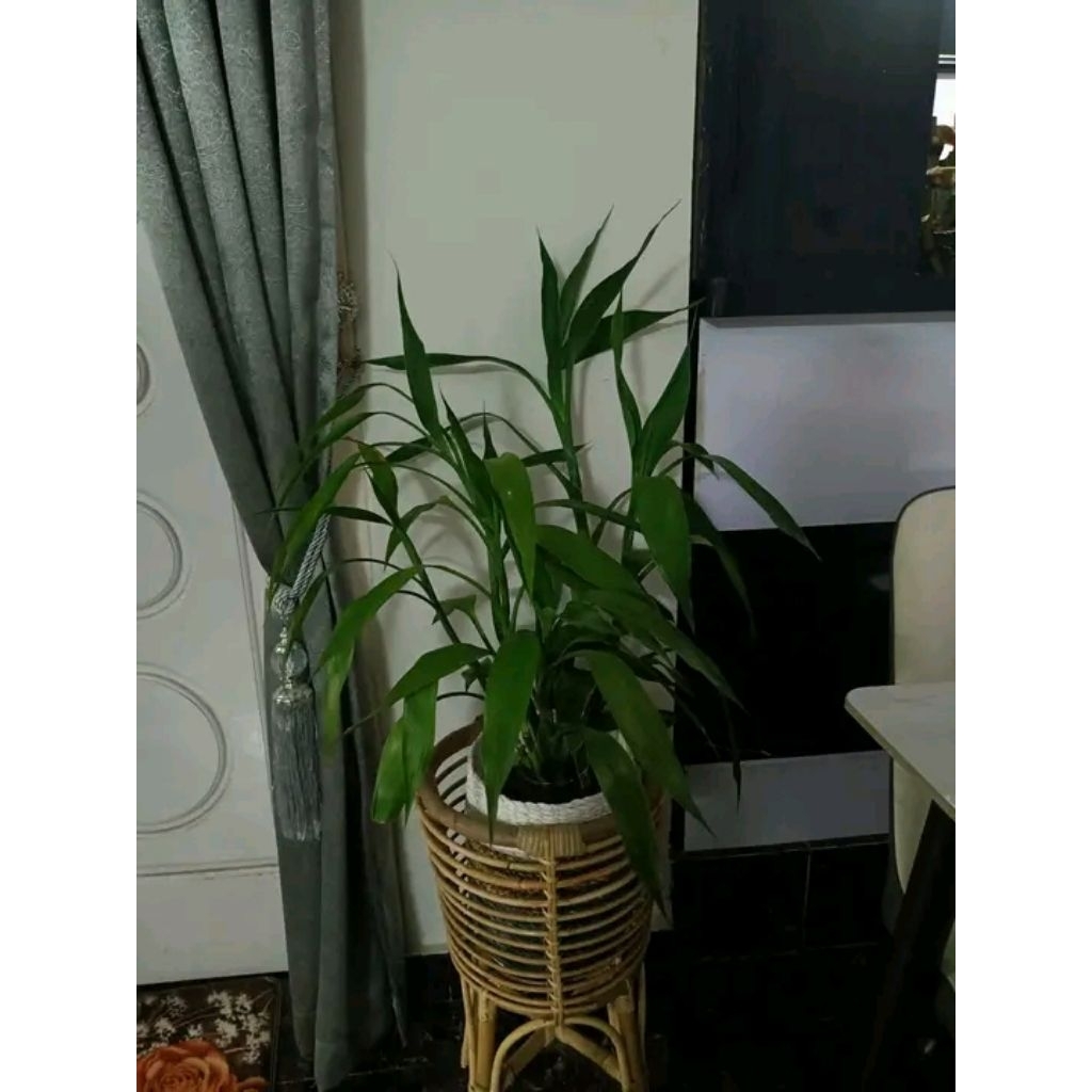 Bambu Hoki/Bambu Cina/Sri rejeki