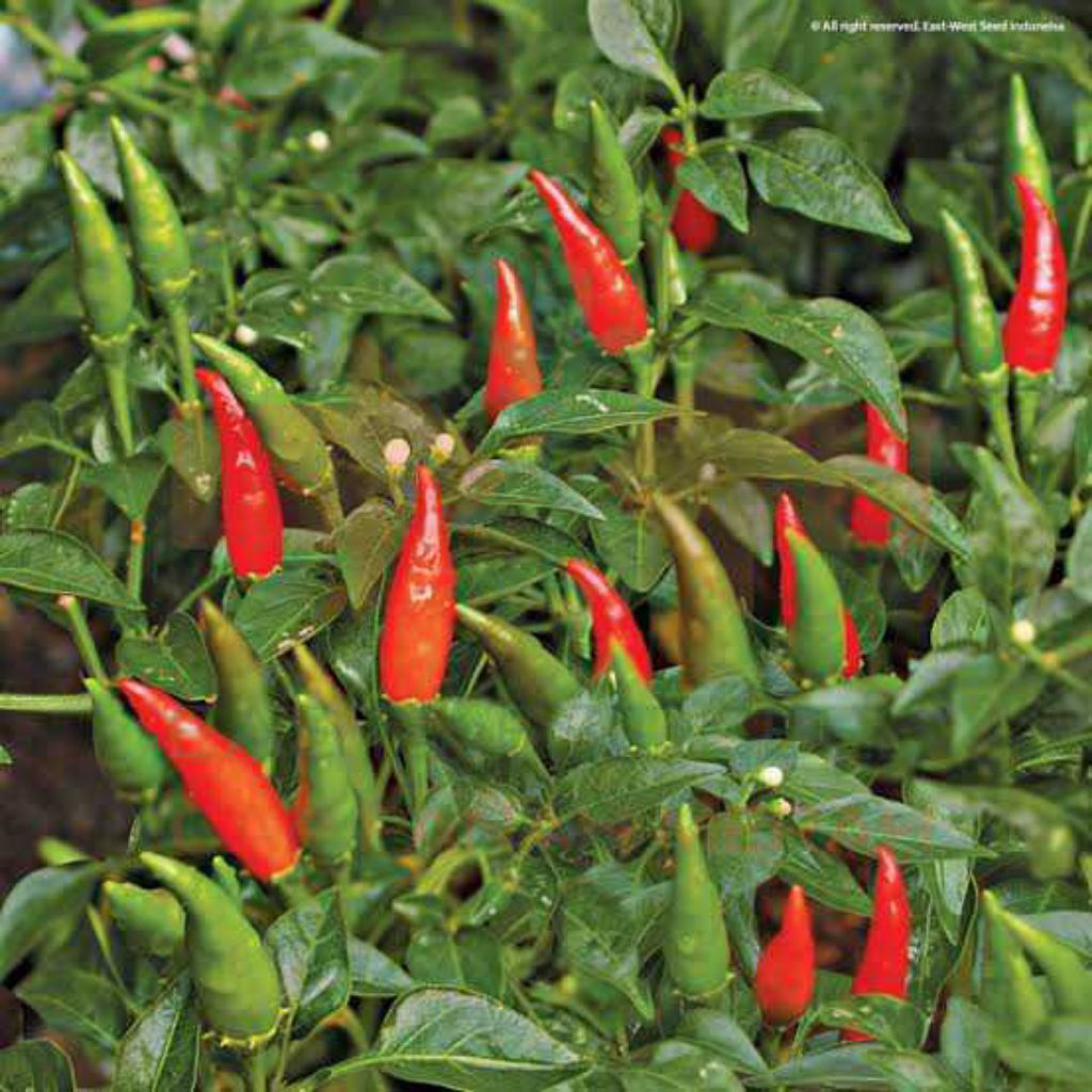 20 Benih Cabe Bara Bibit Benih Biji Cabe Rawit Bara F1 Hibrida Aneka Macam Benih Seribuan