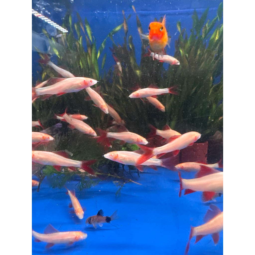 redfin albino besar instan