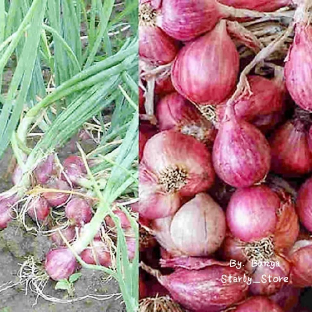 

Bawang merah fresh langsung dari petani (500gr) Ukuran besar & sedang