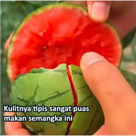 Bibitmu - 1 Pack Isi 10 Butir Benih Semangka Mini Aneka Benih Bibit Biji Berkualitas Unggulan Sayur 