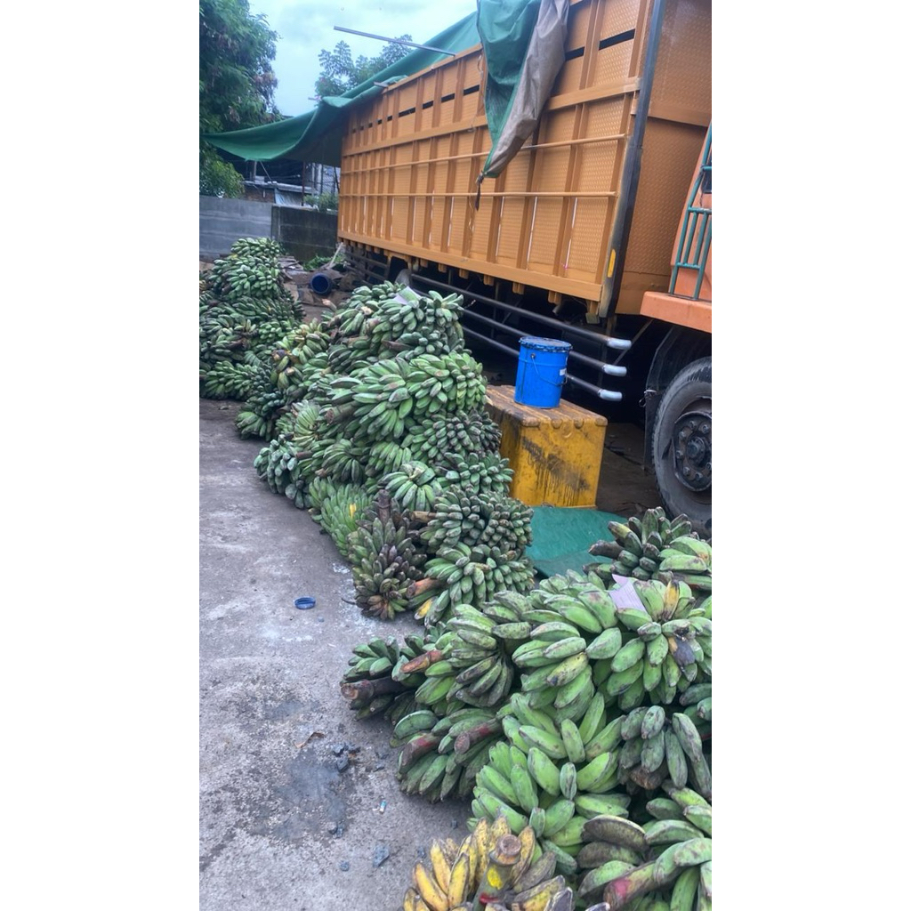 

PISANG KEPOK PONTIANAK HARGA/sisir