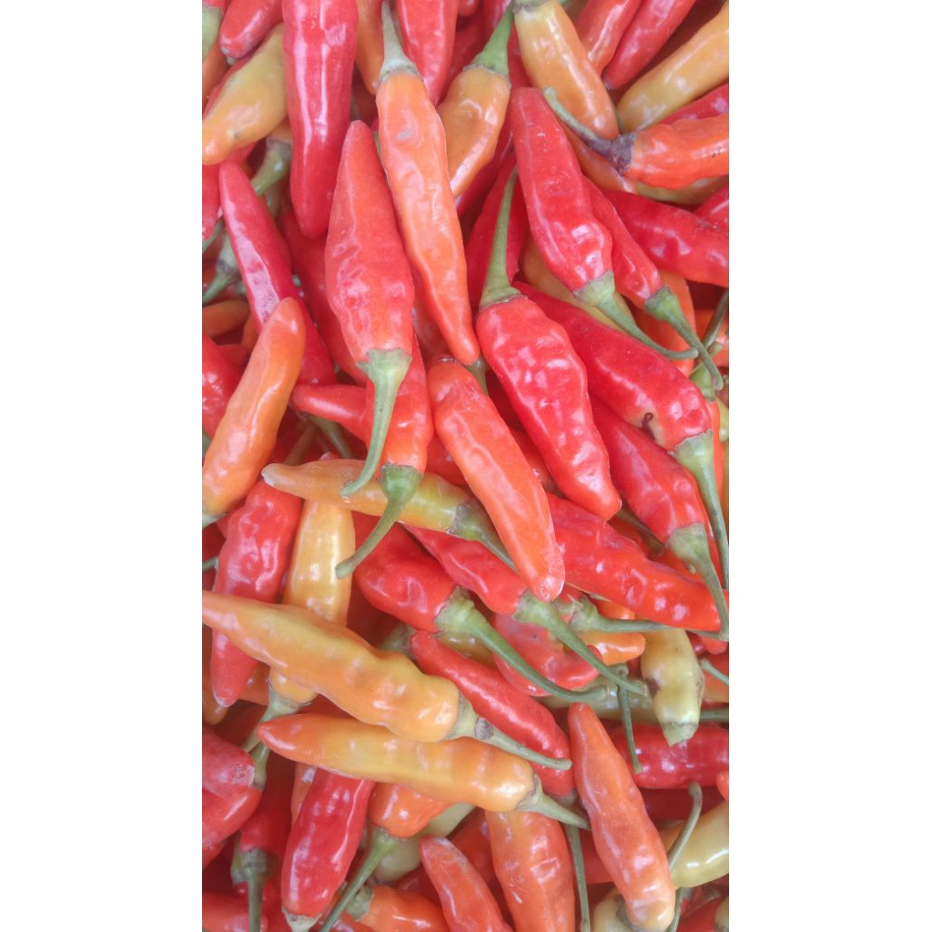 

cabe caplak /cabe rawit merah besar fres