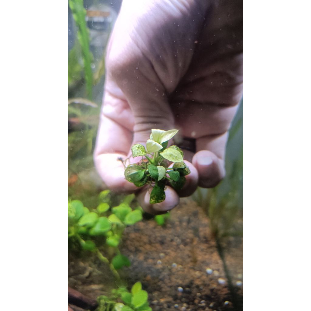 Anubias Panda
