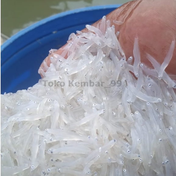 

Ikan Teri Basah Ikan Teri Nasi Ikan Teri Medan Ikan Teri Nasi Basah Segar MPASI 1Kg
