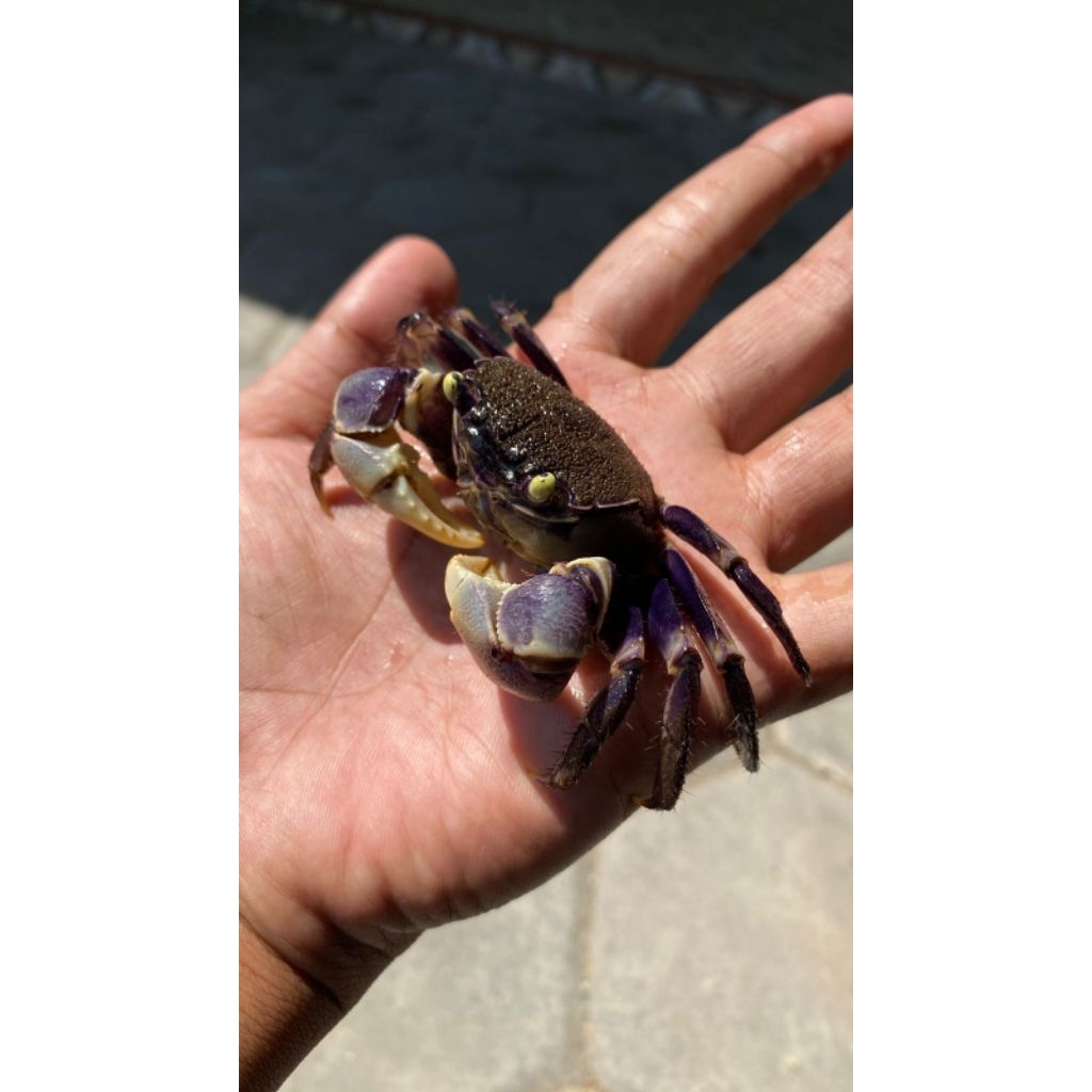 

kepiting hias air tawar Neo blue & neo red