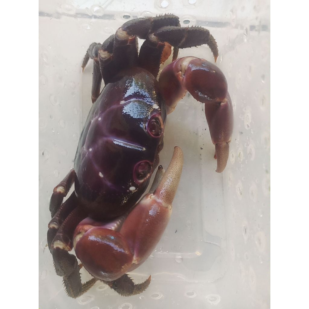 

Kepiting Lalandi kepiting darat tawar Aquascape