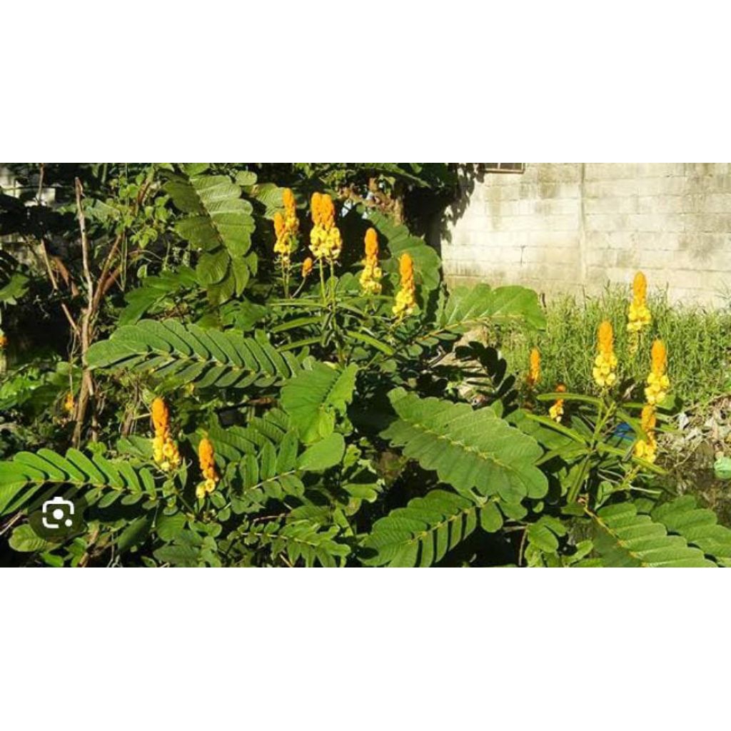 

Daun Segar Fresh Ketepeng Cina Murah 300 Gram Obat Herbal Tradisional Asli Baru Ambil