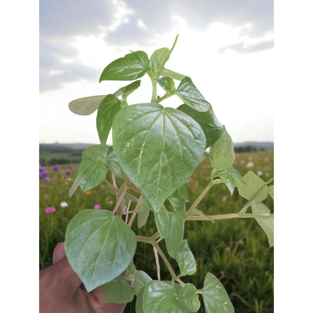 

Daun Sirih cina Tumpang Air "Segar 5 pohon