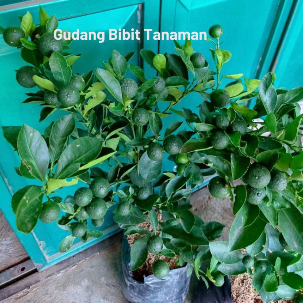 BIBIT JERUK SANTANG MADU BERBUAH BESAR SUPER