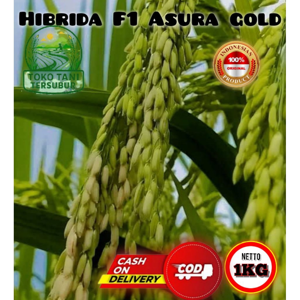 Benih Padi Hibrida F1 Asura gold Kemasan 1 kg kualitas Unggul