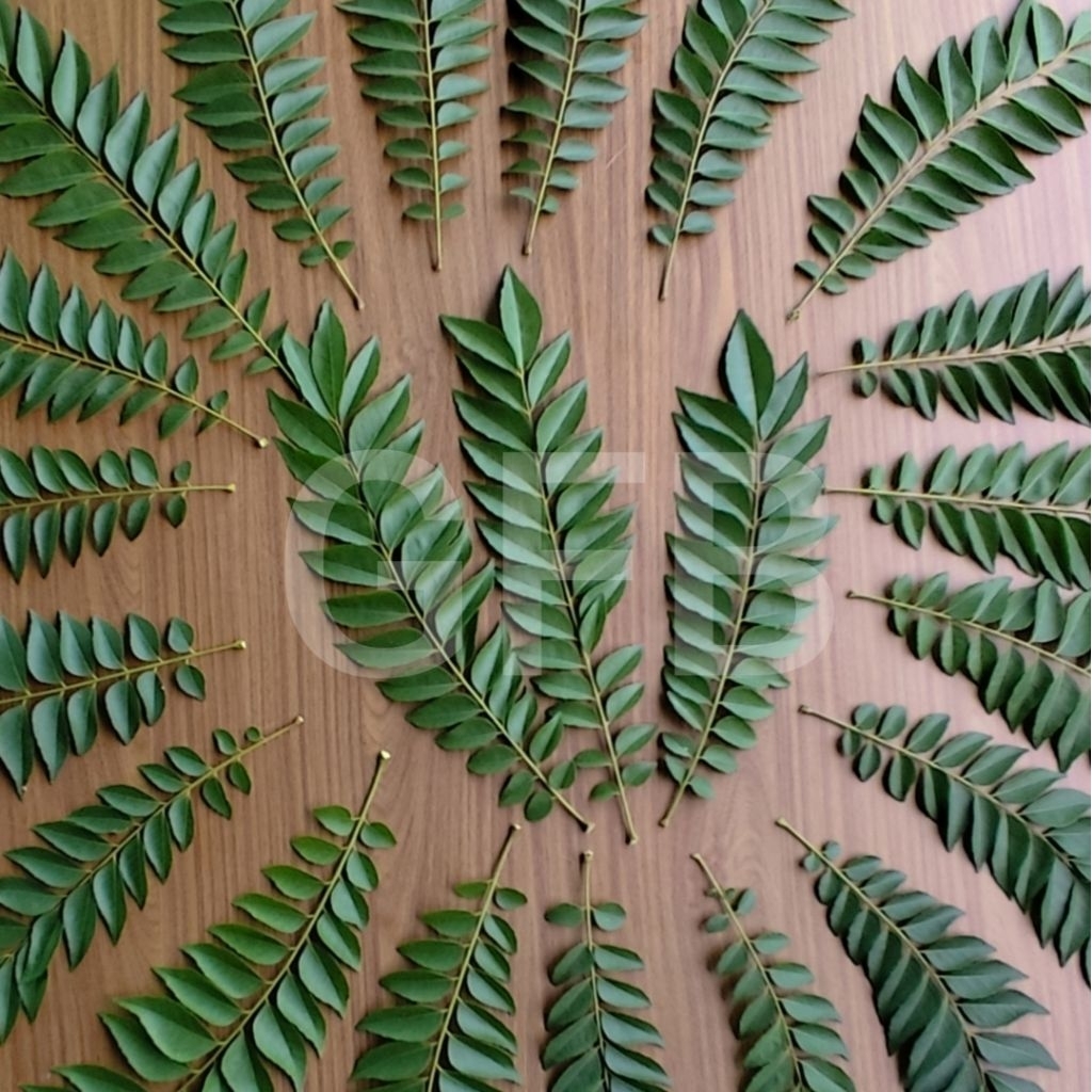 

Daun Kari Asli Segar - 1 Tangkai / Daun Kare / Curry Leaf / Daun Salam Koja / Bumbu Kari - Bumbu Gulai