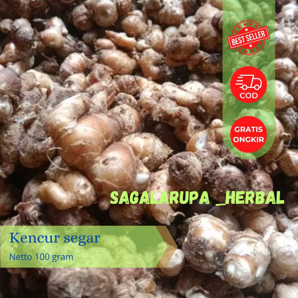 

KENCUR SEGAR ORGANIK FRESH 100 GRAM