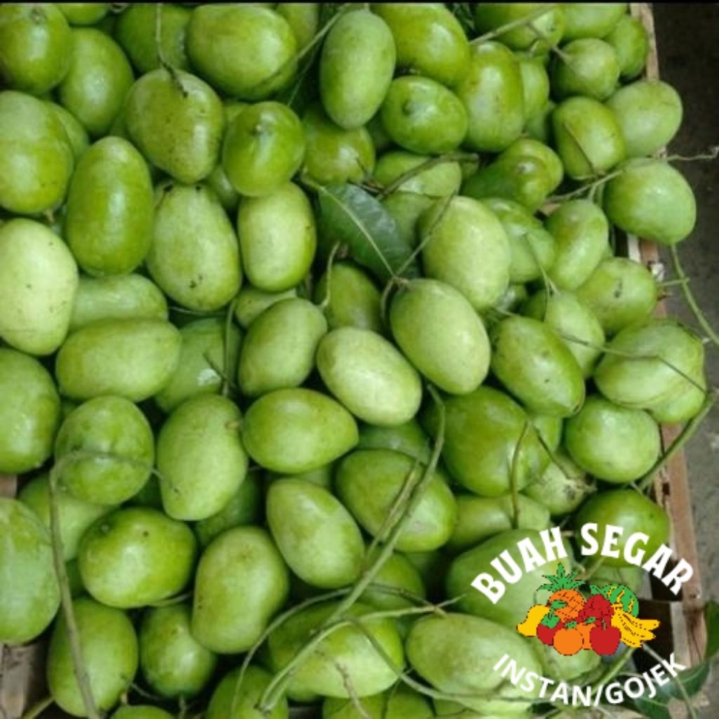 

1KG MANGGA MUDA.Mangga Rujak/Mangga Petis fresh segar