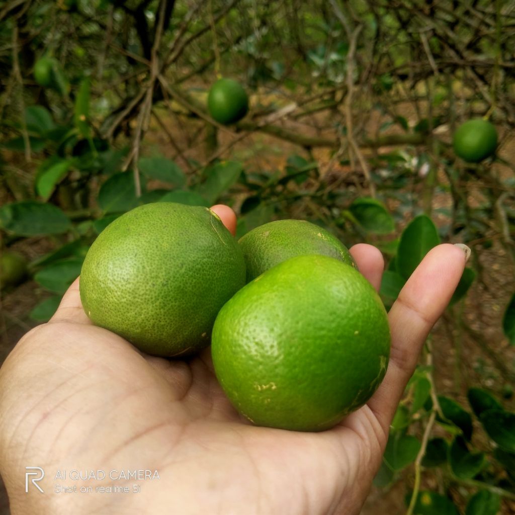 

Jeruk Nipis Fress Langsung kebun/ Petik Segar Harga 1Kg hijau Besar Banyak Airnya